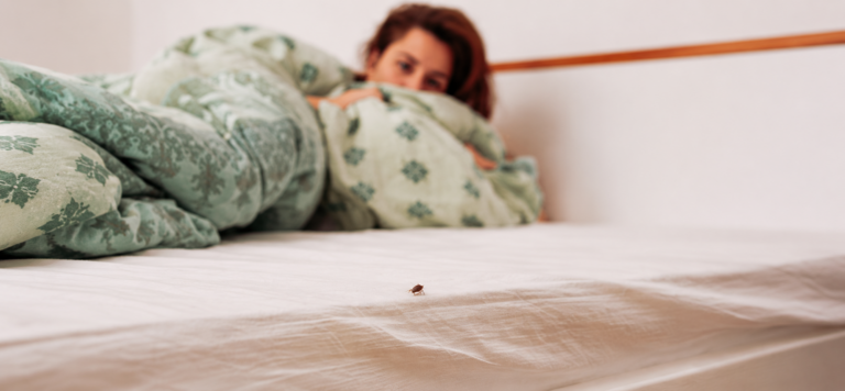 Percevejos: como proteger-se e agir perante uma infestação
